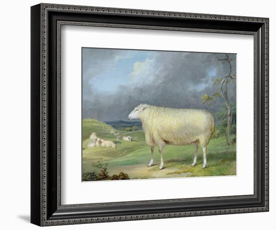 A Border Leicester Ewe-James Ward-Framed Giclee Print