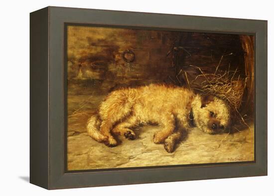 A Border Terrier Puppy-Philip Eustace Stretton-Framed Premier Image Canvas