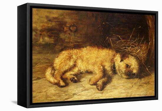 A Border Terrier Puppy-Philip Eustace Stretton-Framed Premier Image Canvas