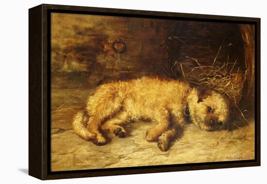 A Border Terrier Puppy-Philip Eustace Stretton-Framed Premier Image Canvas