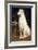 A Borzoi by a Chair-St. George Hare-Framed Giclee Print