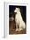 A Borzoi by a Chair-St. George Hare-Framed Giclee Print