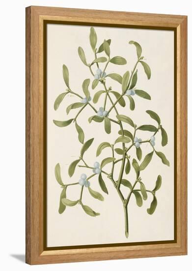 A Botanical Illustration Of a Plant. Mistletoe. a Hemi-parasitic Plant-null-Framed Premier Image Canvas