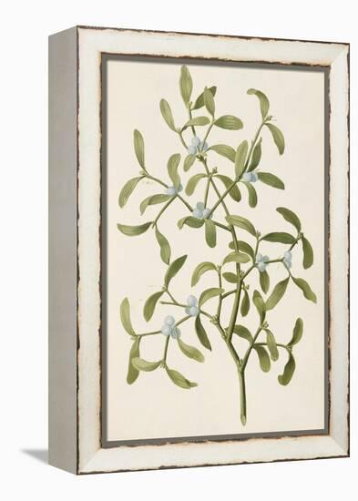 A Botanical Illustration Of a Plant. Mistletoe. a Hemi-parasitic Plant-null-Framed Premier Image Canvas