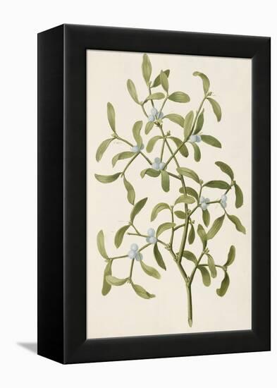 A Botanical Illustration Of a Plant. Mistletoe. a Hemi-parasitic Plant-null-Framed Premier Image Canvas