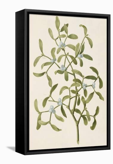 A Botanical Illustration Of a Plant. Mistletoe. a Hemi-parasitic Plant-null-Framed Premier Image Canvas