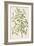 A Botanical Illustration Of a Plant. Mistletoe. a Hemi-parasitic Plant-null-Framed Giclee Print