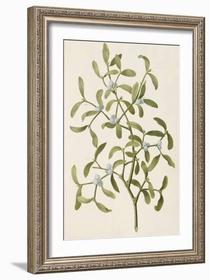 A Botanical Illustration Of a Plant. Mistletoe. a Hemi-parasitic Plant-null-Framed Giclee Print