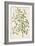 A Botanical Illustration Of a Plant. Mistletoe. a Hemi-parasitic Plant-null-Framed Giclee Print