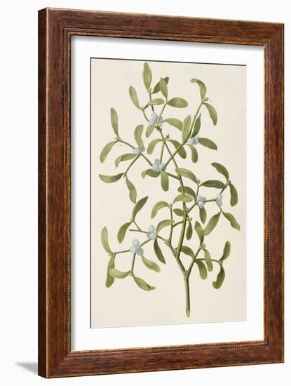 A Botanical Illustration Of a Plant. Mistletoe. a Hemi-parasitic Plant-null-Framed Giclee Print