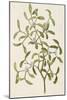 A Botanical Illustration Of a Plant. Mistletoe. a Hemi-parasitic Plant-null-Mounted Giclee Print