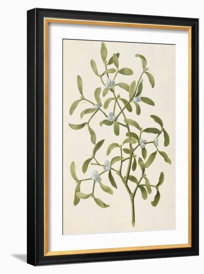 A Botanical Illustration Of a Plant. Mistletoe. a Hemi-parasitic Plant-null-Framed Giclee Print