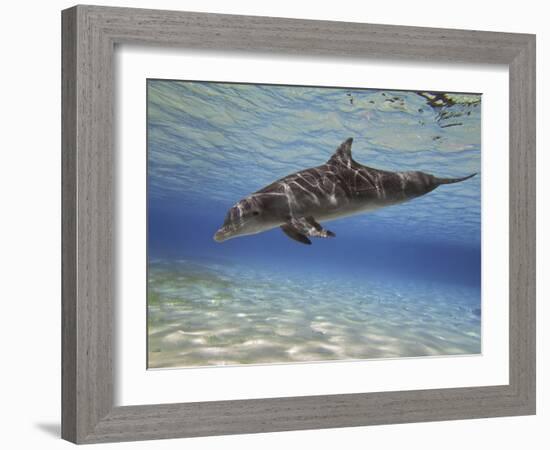 A Bottlenose Dolphin Swimming the Barrier Reef, Grand Cayman-Stocktrek Images-Framed Photographic Print