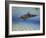 A Bottlenose Dolphin Swimming the Barrier Reef, Grand Cayman-Stocktrek Images-Framed Photographic Print