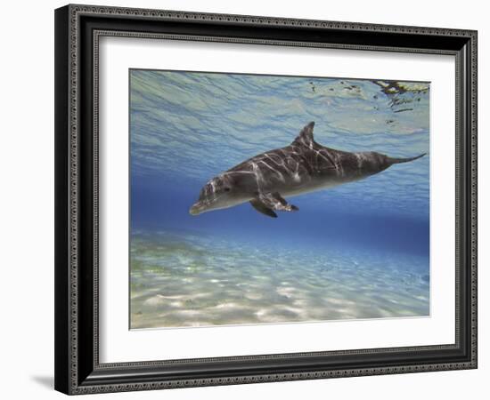 A Bottlenose Dolphin Swimming the Barrier Reef, Grand Cayman-Stocktrek Images-Framed Photographic Print