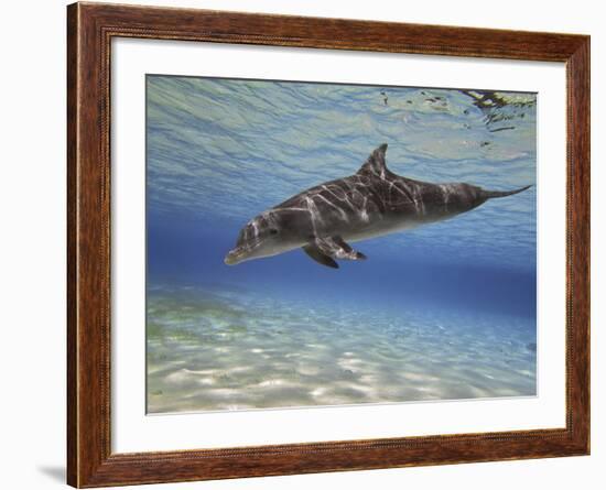 A Bottlenose Dolphin Swimming the Barrier Reef, Grand Cayman-Stocktrek Images-Framed Photographic Print