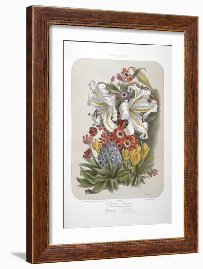 A Bouquet Of Flowers Including Crocuses and Lilies-Elisa Champin-Framed Giclee Print