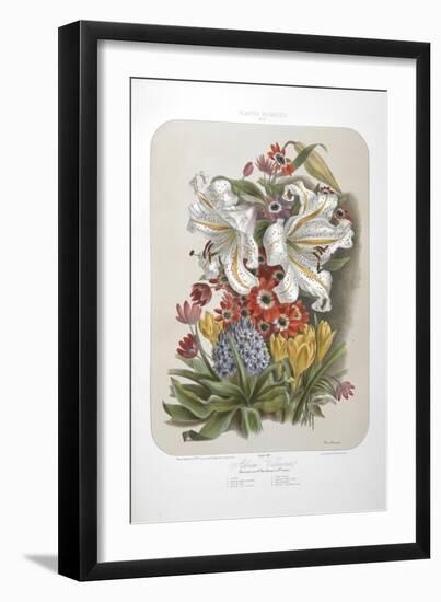 A Bouquet Of Flowers Including Crocuses and Lilies-Elisa Champin-Framed Giclee Print