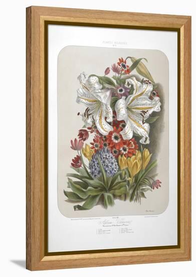 A Bouquet Of Flowers Including Crocuses and Lilies-Elisa Champin-Framed Premier Image Canvas