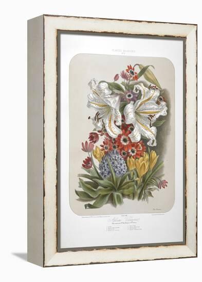 A Bouquet Of Flowers Including Crocuses and Lilies-Elisa Champin-Framed Premier Image Canvas