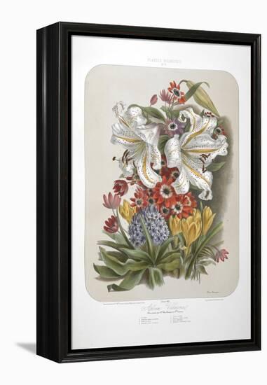 A Bouquet Of Flowers Including Crocuses and Lilies-Elisa Champin-Framed Premier Image Canvas