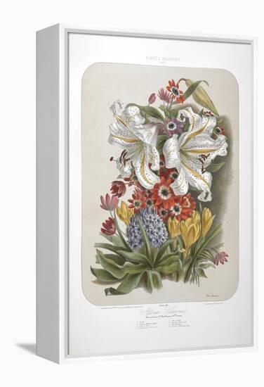 A Bouquet Of Flowers Including Crocuses and Lilies-Elisa Champin-Framed Premier Image Canvas