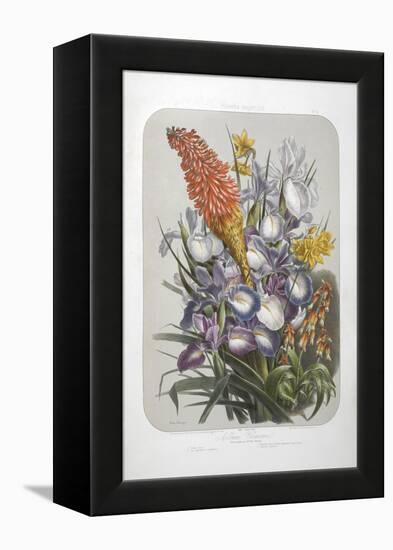 A Bouquet Of Flowers Including Irises-Elisa Champin-Framed Premier Image Canvas