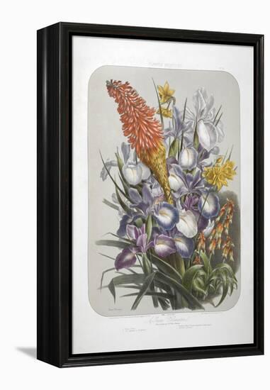 A Bouquet Of Flowers Including Irises-Elisa Champin-Framed Premier Image Canvas