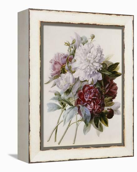 A Bouquet of Red, Pink and White Peonies-Pierre-Joseph Redouté-Framed Premier Image Canvas