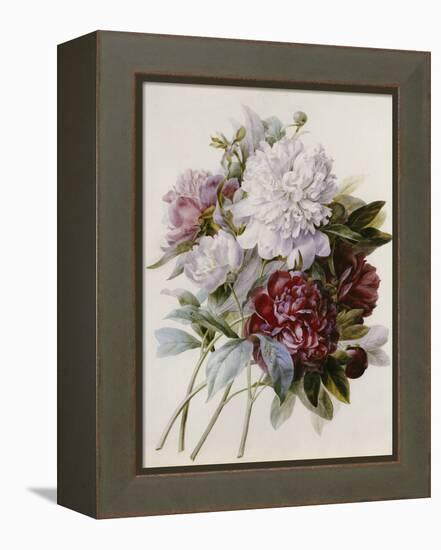 A Bouquet of Red, Pink and White Peonies-Pierre-Joseph Redouté-Framed Premier Image Canvas