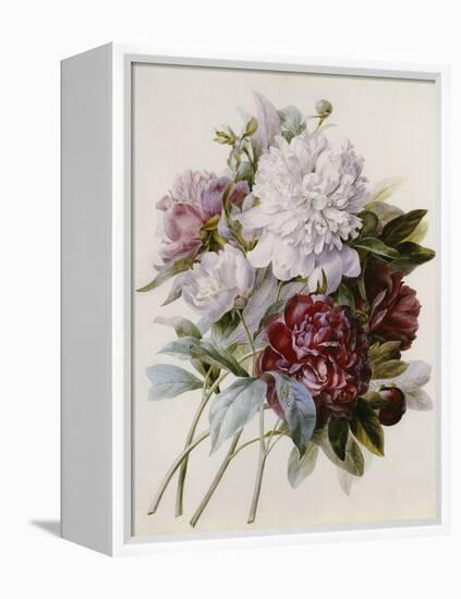 A Bouquet of Red, Pink and White Peonies-Pierre-Joseph Redouté-Framed Premier Image Canvas