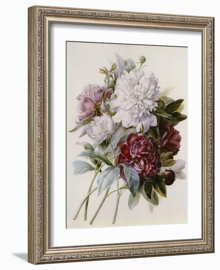 A Bouquet of Red, Pink and White Peonies-Pierre-Joseph Redouté-Framed Giclee Print