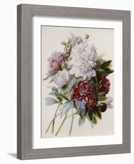 A Bouquet of Red, Pink and White Peonies-Pierre-Joseph Redouté-Framed Giclee Print