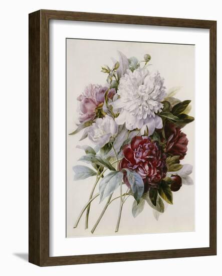 A Bouquet of Red, Pink and White Peonies-Pierre-Joseph Redouté-Framed Giclee Print