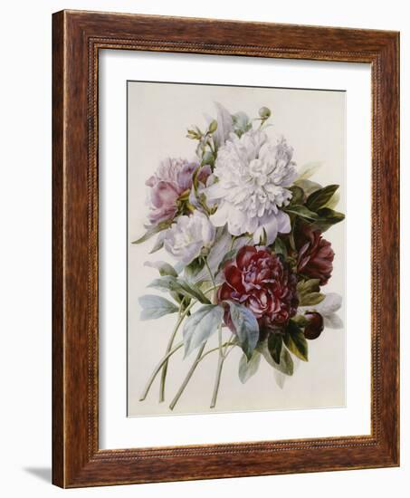 A Bouquet of Red, Pink and White Peonies-Pierre-Joseph Redouté-Framed Giclee Print