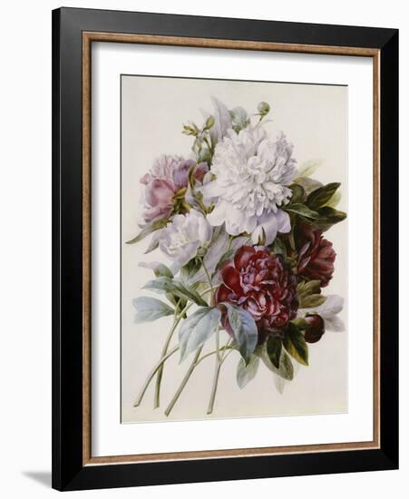 A Bouquet of Red, Pink and White Peonies-Pierre-Joseph Redouté-Framed Giclee Print