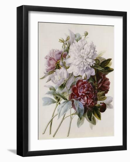 A Bouquet of Red, Pink and White Peonies-Pierre-Joseph Redouté-Framed Giclee Print