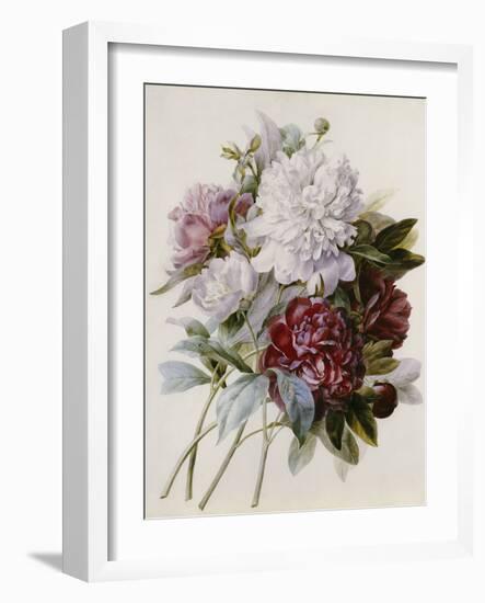 A Bouquet of Red, Pink and White Peonies-Pierre-Joseph Redouté-Framed Giclee Print