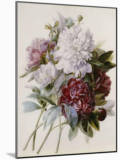 A Bouquet of Red, Pink and White Peonies-Pierre-Joseph Redouté-Mounted Giclee Print