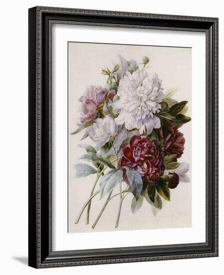 A Bouquet of Red, Pink and White Peonies-Pierre-Joseph Redouté-Framed Giclee Print