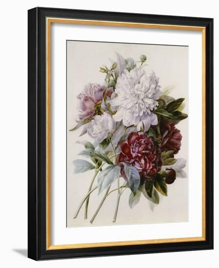 A Bouquet of Red, Pink and White Peonies-Pierre-Joseph Redouté-Framed Giclee Print