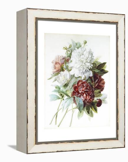 A Bouquet of Red, Pink and White Peonies-Pierre-Joseph Redouté-Framed Premier Image Canvas