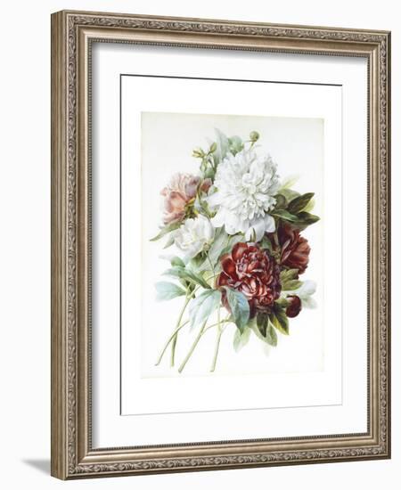 A Bouquet of Red, Pink and White Peonies-Pierre-Joseph Redouté-Framed Giclee Print