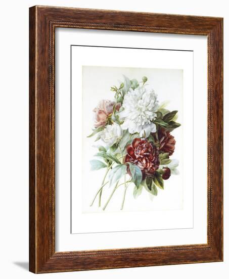 A Bouquet of Red, Pink and White Peonies-Pierre-Joseph Redouté-Framed Giclee Print