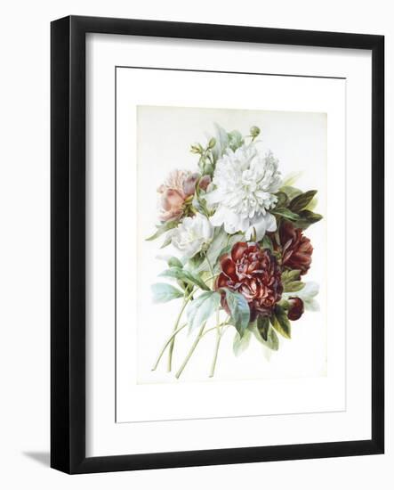 A Bouquet of Red, Pink and White Peonies-Pierre-Joseph Redouté-Framed Giclee Print