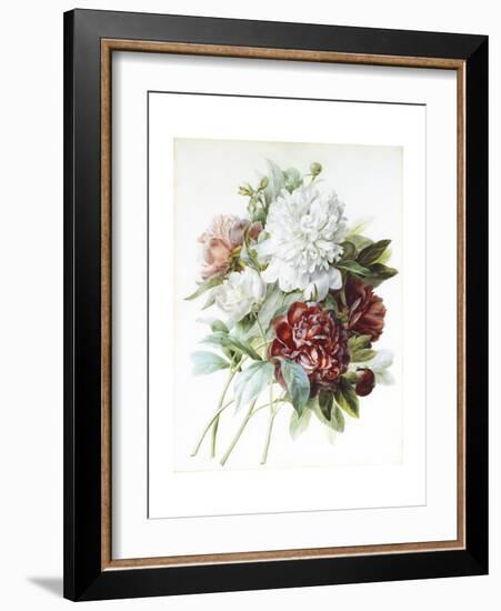 A Bouquet of Red, Pink and White Peonies-Pierre-Joseph Redouté-Framed Giclee Print