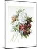 A Bouquet of Red, Pink and White Peonies-Pierre-Joseph Redouté-Mounted Giclee Print