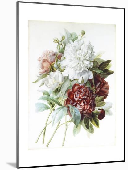 A Bouquet of Red, Pink and White Peonies-Pierre-Joseph Redouté-Mounted Giclee Print