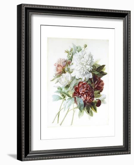 A Bouquet of Red, Pink and White Peonies-Pierre-Joseph Redouté-Framed Giclee Print