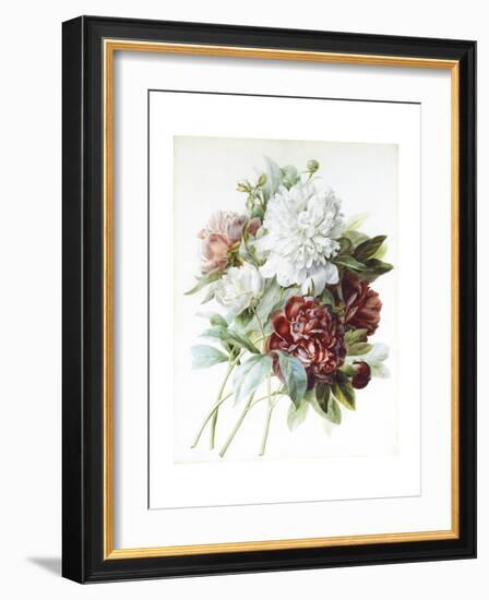 A Bouquet of Red, Pink and White Peonies-Pierre-Joseph Redouté-Framed Giclee Print